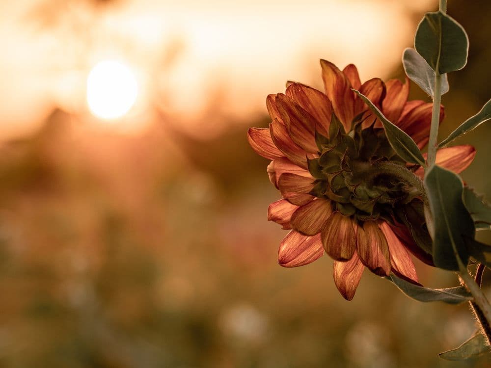 Flower_Sunset.jpg